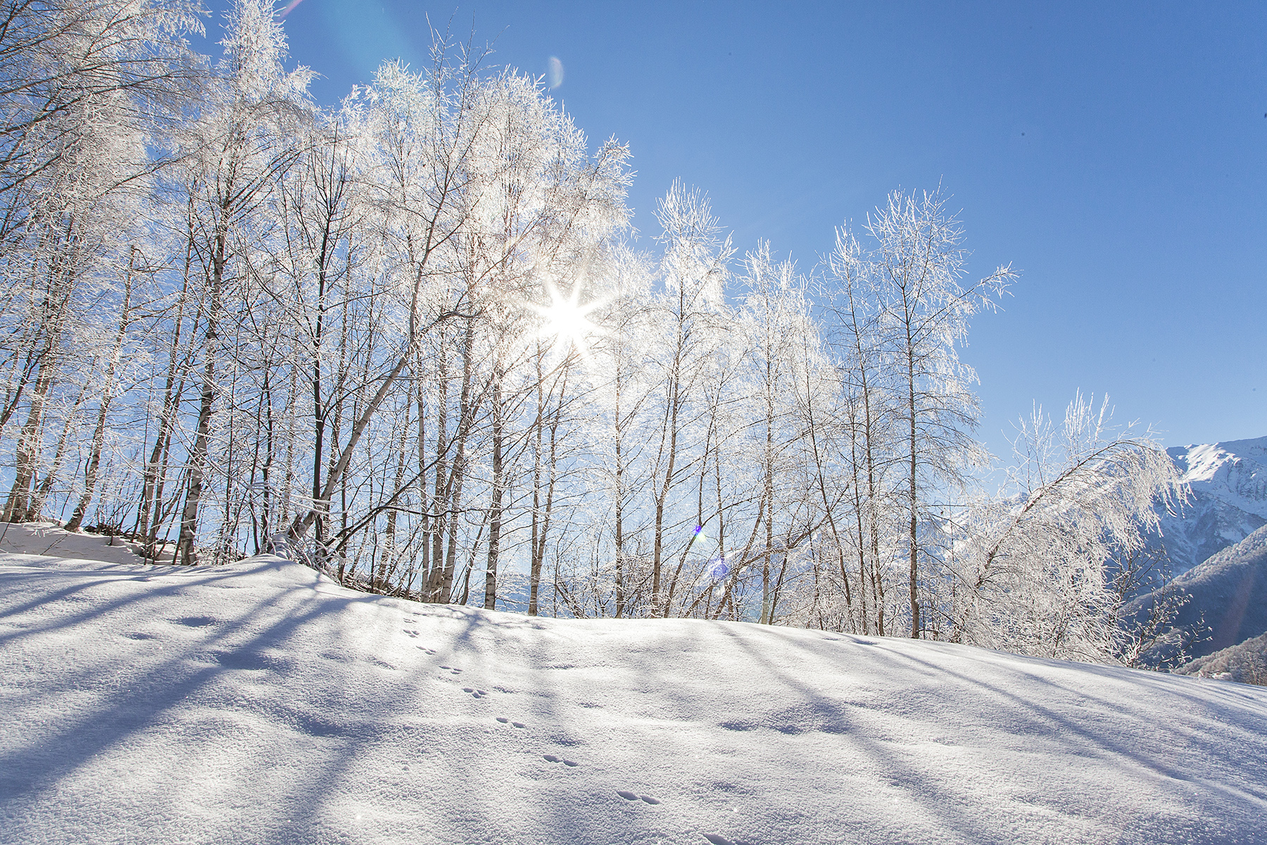 Frozen Winter Landscape