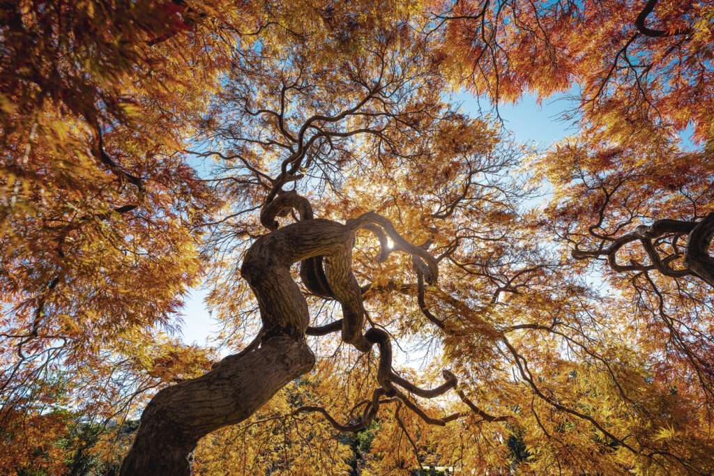 Japanese Maple tree in autumn, Japan