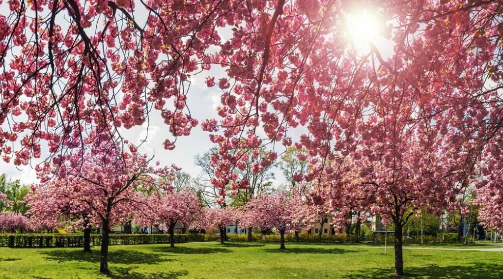 Q Quarterly Outlook NCM